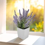 Bitki Yetiştirme Seti